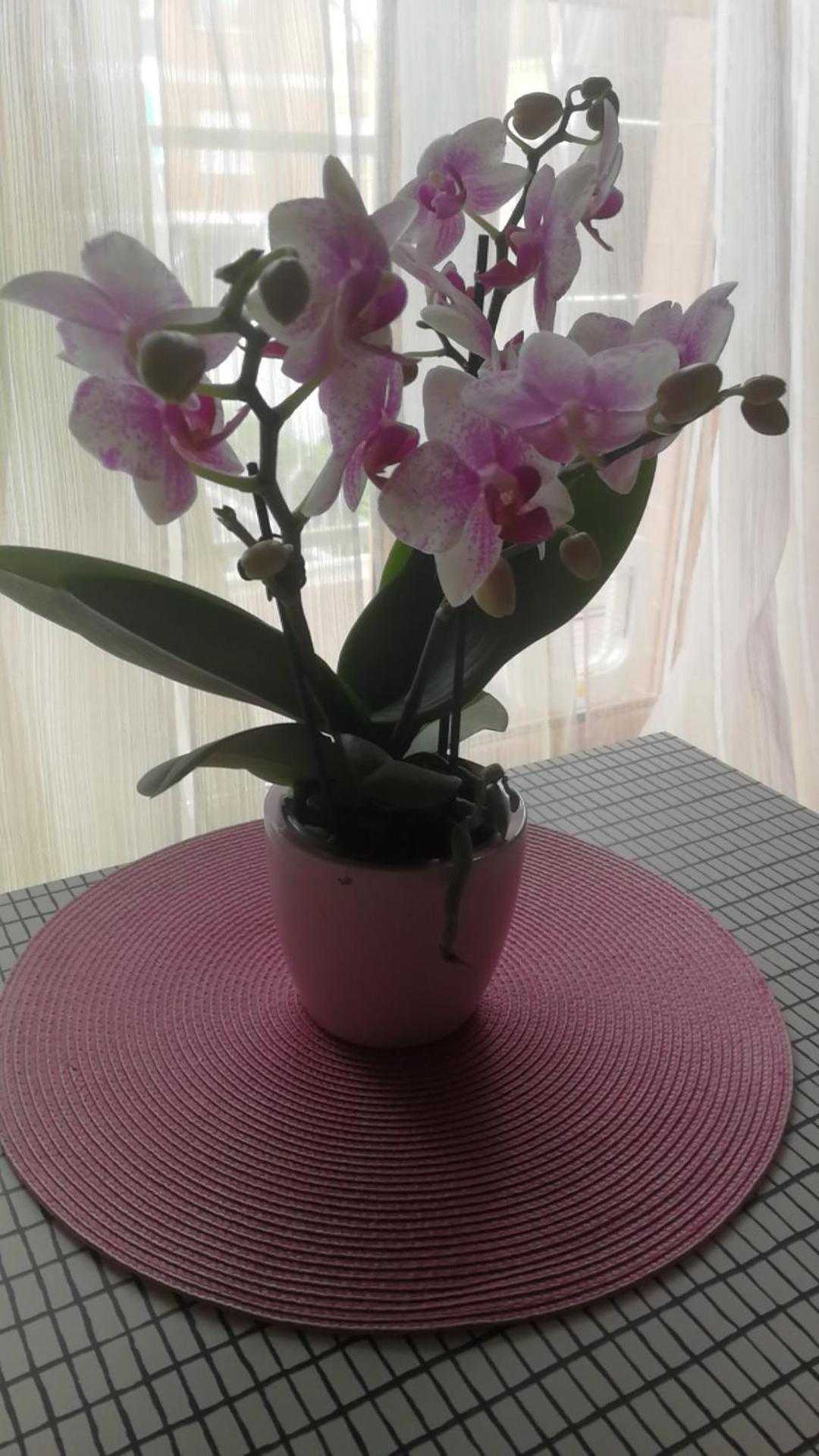 Casa Delle Orchidee Hotel อัลบา ภายนอก รูปภาพ