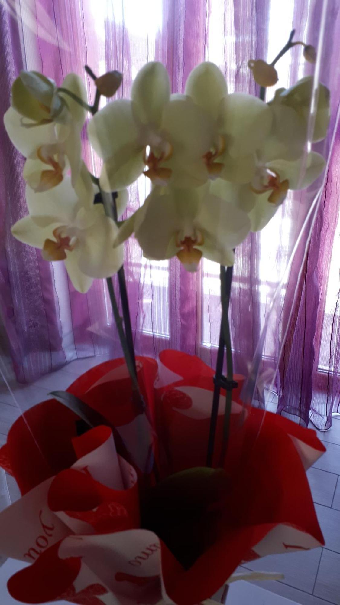 Casa Delle Orchidee Hotel อัลบา ห้อง รูปภาพ