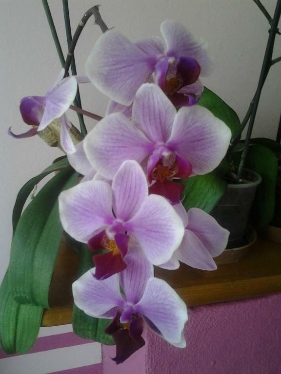 Casa Delle Orchidee Hotel อัลบา ภายนอก รูปภาพ